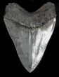 Gorgeous Megalodon Tooth - Sharp! #34998-3